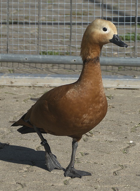 体表现